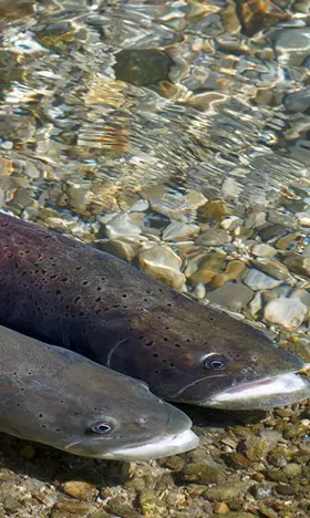 Zwei Fische im flachen Wasser auf Kiesbett: Einer mit dunklem Schuppenmuster, die andere mit rötlichem Farbschimmer. Klare Wasseroberfläche reflektiert Licht, verstärkt die natürlichen Farben.