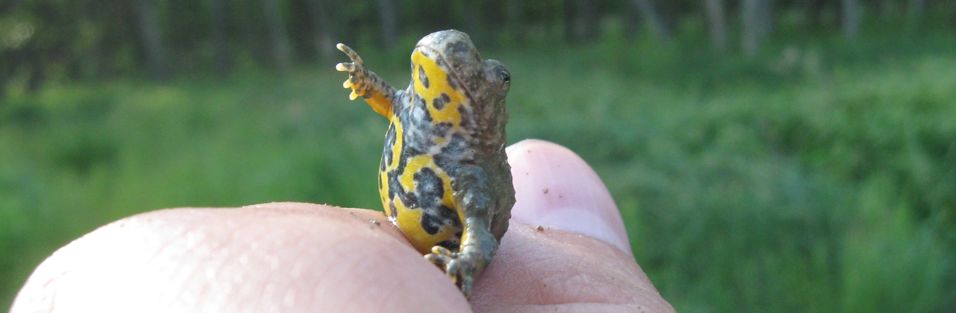 Die Gelbbauchunke ist eine verbreitete Art im Berg- und Hügelland. Ihr Bauch ist von einem auffälligen gelben Muster geziert.