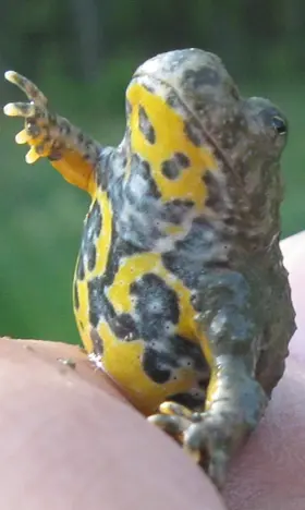 Die Gelbbauchunke ist eine verbreitete Art im Berg- und Hügelland. Ihr Bauch ist von einem auffälligen gelben Muster geziert.