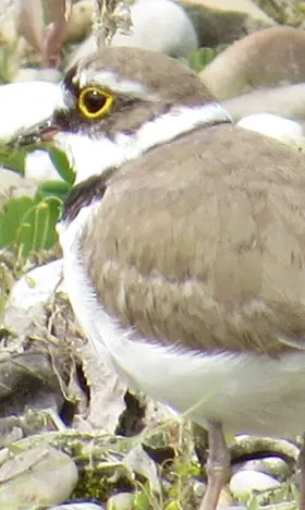 Der kleine Vogel mit dem Namen Flussregenpfeifer steht zwischen Gräsern und Steinen. Er hat einen weißen bauch und einen hellbraunen Kopf und Rücken. Im Gesicht ist sein Gefieder dunkelbraun bis schwarz.