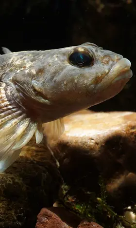 Ein braungefleckter Fisch mit fächerartigen Flossen ruht auf felsigem Untergrund im Wasser, umgeben von Pflanzenteilen.