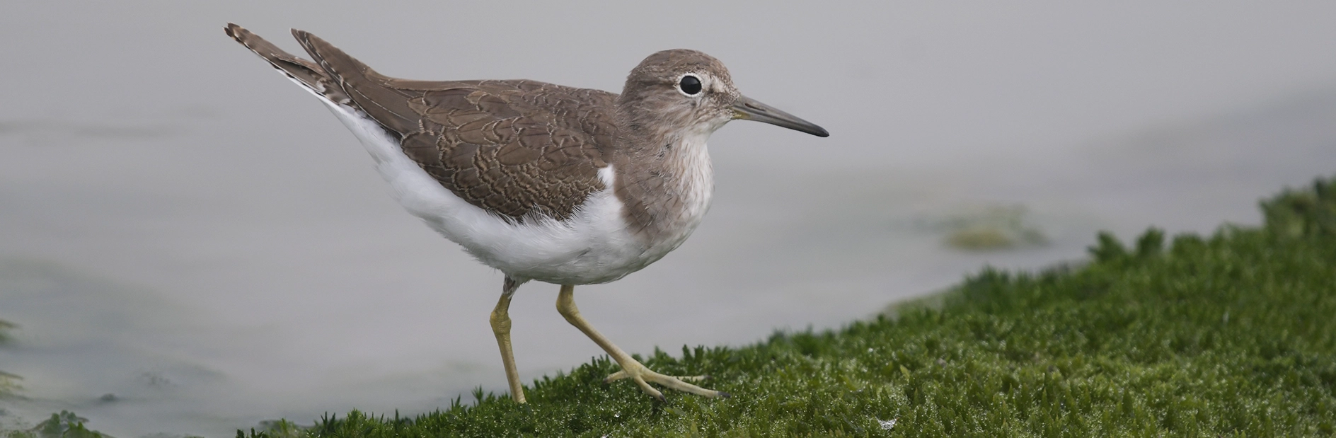 Der Flussuferläufer ist ein kleiner Watvogel. Er hat einen weißen Bau und ein braun-grau geschecktes Gefieder und einen länglichen spitzen Schnabel.