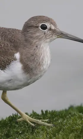 Der Flussuferläufer ist ein kleiner Watvogel. Er hat einen weißen Bau und ein braun-grau geschecktes Gefieder und einen länglichen spitzen Schnabel.