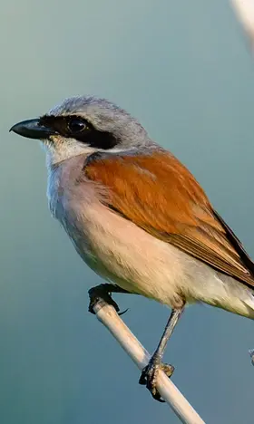 Ein Neuntöter sitzt auf einem Zweig, umgeben von unscharfen Gräsern im Hintergrund. Das Gefieder des Vogels zeigt eine deutliche Farbtrennung von Grau, Weiß und rostbraun.