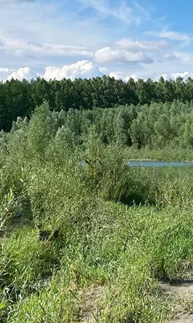 Das Bild zeigt Auenwälder mit Schwarzer Erle und Gewöhnlicher Esche. Man sieht einen strahlenden blauen Himmel. Diverser Bäume und Sträucher.
